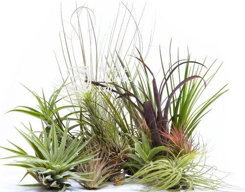 Tillandsia airplant pack - tillandsia,