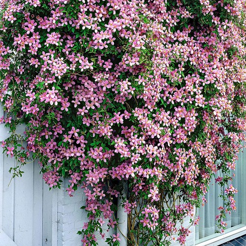 Clematis montana rubens - clematis,