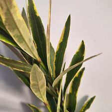 Nerium Oleander 'Variegata' - Variegated Oleander