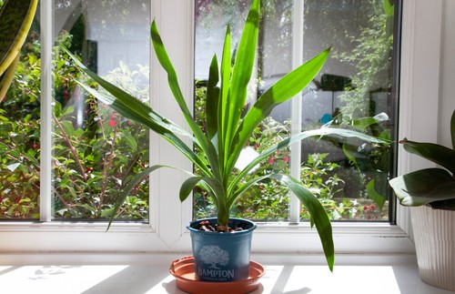 Yucca gigantea spineless young - yucca,