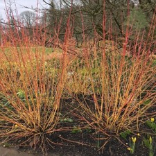 Cornus Sanguinea Midwinter