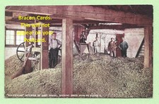[E431] Kent 1905 Postcard Hop Picking Interior Of Oast House Showing Dried Hops