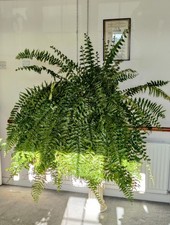 Macho Fern Nephrolepis biserrata Most spectacular of all indoors ferns  UK Grown