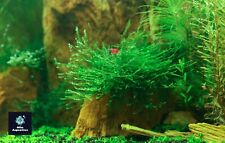 Java Moss SHRIMP SAFE Live Carpet Plants Aquarium Tropical Fish Tank Hide