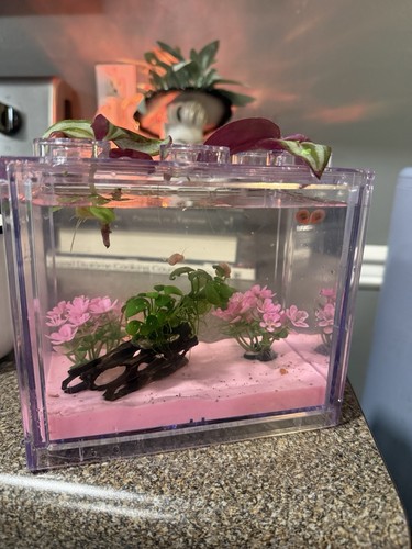 Cotton candy ramshorn snail - candy,