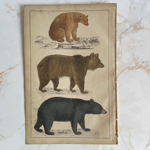 Antique book engraving - book,