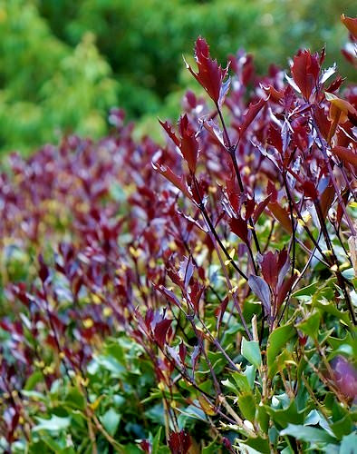 Osmanthus heterophyllus purple - heterophyllus,