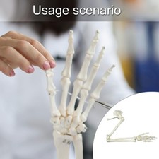 Human Arm Skeleton Model, Anatomical Human Arm Model Anatomical Study Life Size