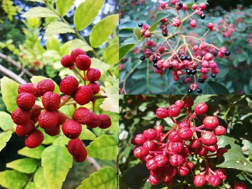 Sechuan pepper collection - pepper,