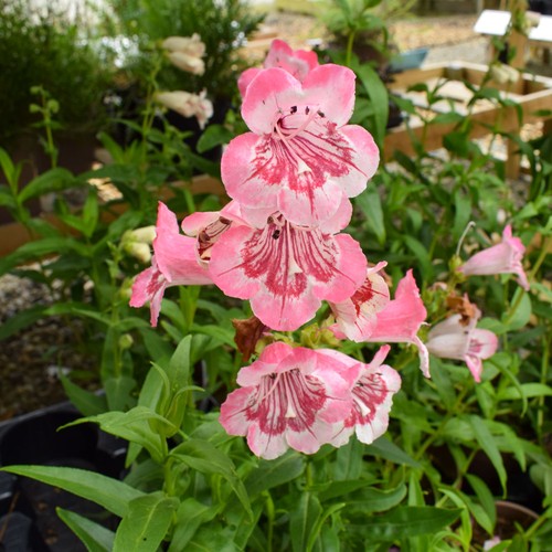Penstemon strawberries and - penstemon,