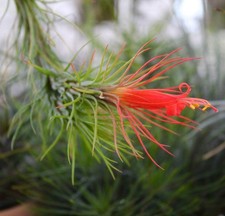 Tillandsia funckiana - Funck's air plant | Funck's tillandsia