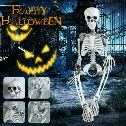 Human skeleton poseable full - skeleton,