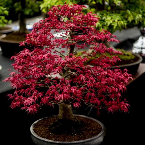 Acer palmatum atropurpureum - palmatum,