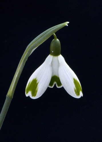 Galanthus green hearts - green,