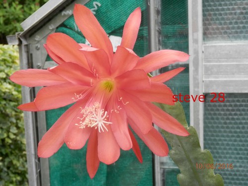 Epiphyllum carrots rooted - epiphyllum,