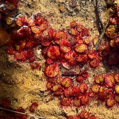 Carnivorous drosera - carnivorous,