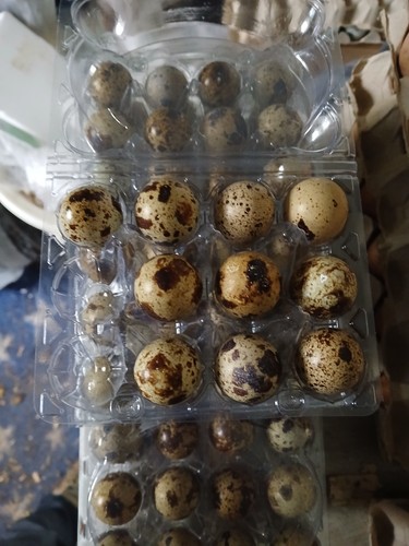 Quail eggs pack fresh - fresh, for