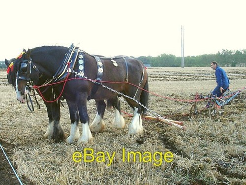 Photo 6x4 horse - photo, horse-drawn