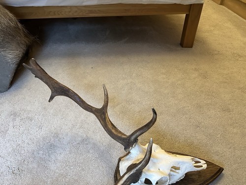 Fallow buck deer skull - fallow,