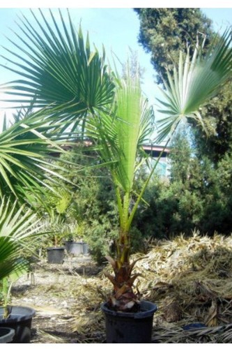 100 robust washingtonia - 100, seeds