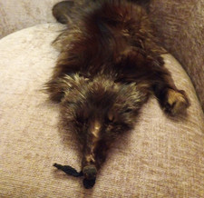 Vintage Taxidermy Silver Fox Stole Fur Skin    1920's  30's 40's