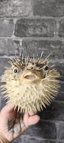 Taxidermy puffer fish - taxidermy,