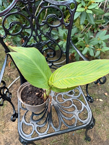 Canna lilly tropicana - canna,