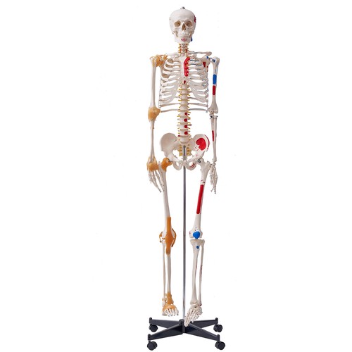 Vevor human skeleton model - skeleton,