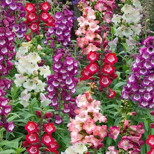 Penstemon arabesque mix - penstemon, arabesque™
