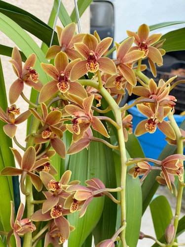 Cymbidium lambert day - day, ~
