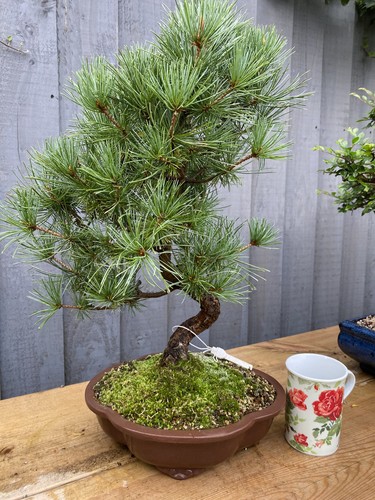Japanese white pine bonsai - japanese,