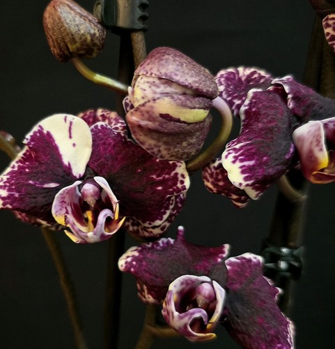 Rare phalaenopsis black - rare,