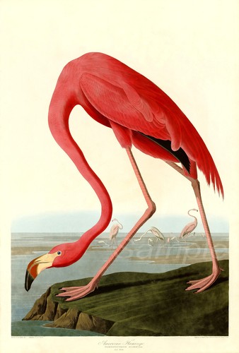 1838 pink flamingo john - pink,