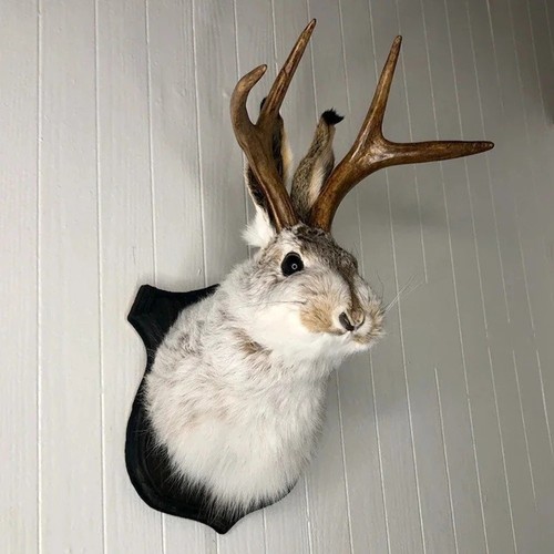 Wall mounted rabbit taxidermy - wall,