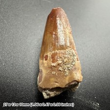 Authentic spinosaurus tooth fossil from morocco | cretaceous dinosaur tooth |