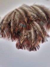 30 Beautifull Brown Plumage