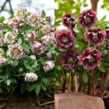 Helleborus Double Ellen Bare