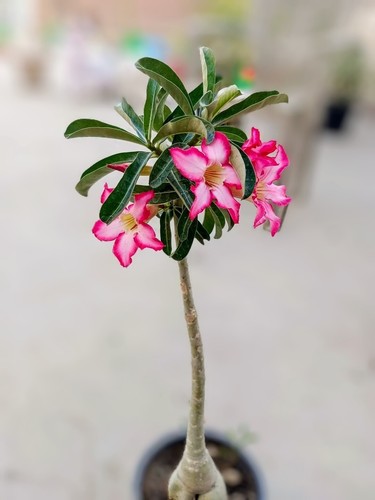 Desert rose seeds - 10,
