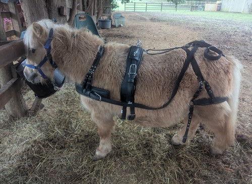Driving harness mini shetland - mini,