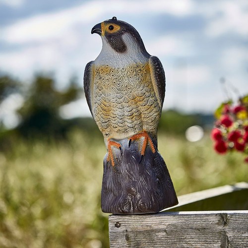 Large falcon bird - large, deterrent