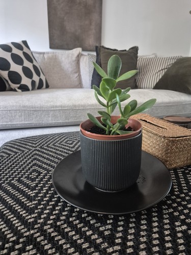 Potted money jade crassula - potted, money/jade/crassula