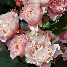 JAPANESE ROSE  DAPHNE BARE