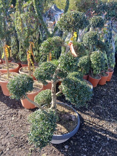 Ilex topairy bonsai - ilex,