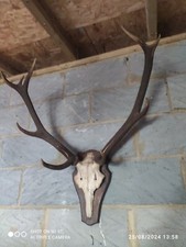 antlers mounted
