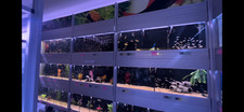 Aquarium Racking Systems by Universal Aqua, any sizes, bespoke fish racking
