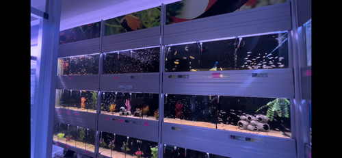 Aquarium racking systems - racking,