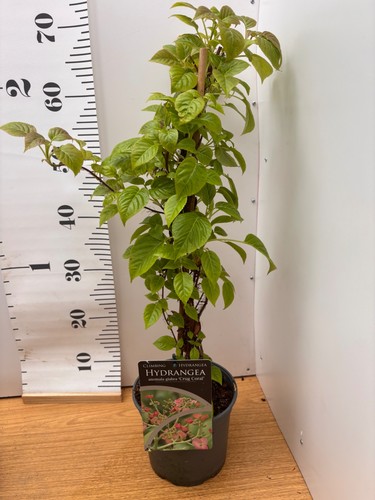 Climbing hydrangea anomala - climbing,