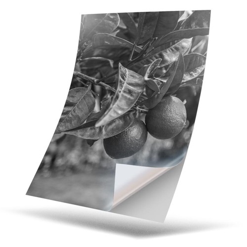 Vinyl sticker bw - sticker,