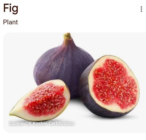 Young brown turkey fig - young, plant