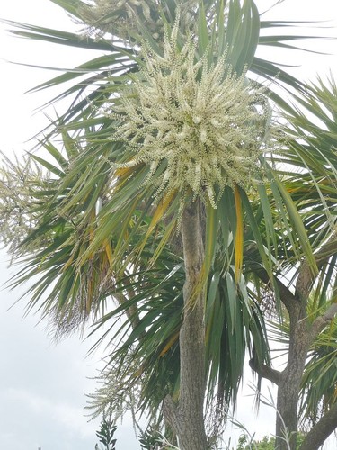 Cordyline australis new - cordyline,